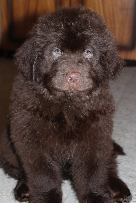 Фотография № 200140