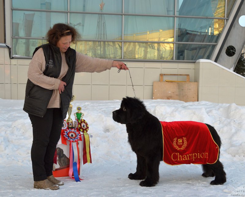 Фото: ньюфаундленд Belkonder-Club Dostuchat'sya Do Nebes (Белкондер-Клаб Достучаться До Небес), Anna Kovalyova (Анна Ковалёва)