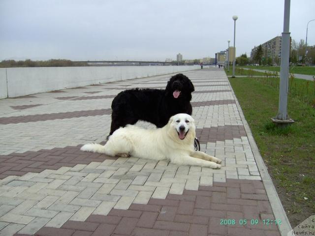 Фото: [d7083]Яркая мега звезда от марлеон дусвик