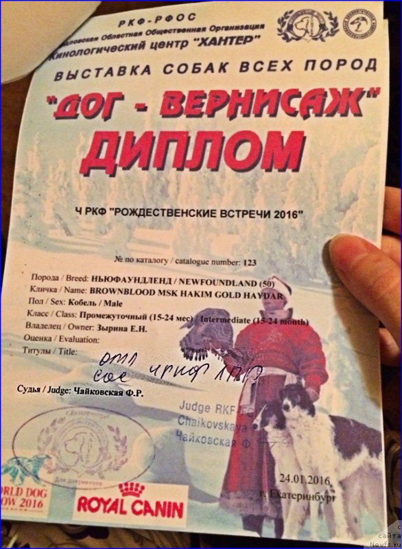 Фото: ньюфаундленд Brownblood MSK Hakim Gold Haydar (Браунблад МСК Хаким Голд Хайдар)