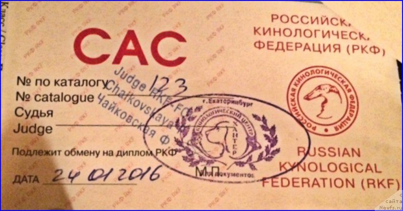 Фото: ньюфаундленд Brownblood MSK Hakim Gold Haydar (Браунблад МСК Хаким Голд Хайдар)