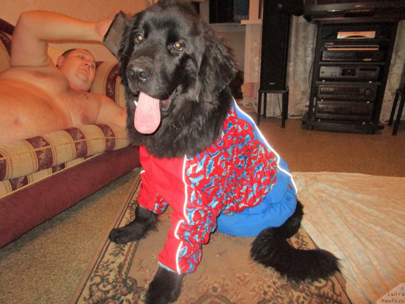 Фото: ньюфаундленд Mishka Gammi (Мишка Гамми)