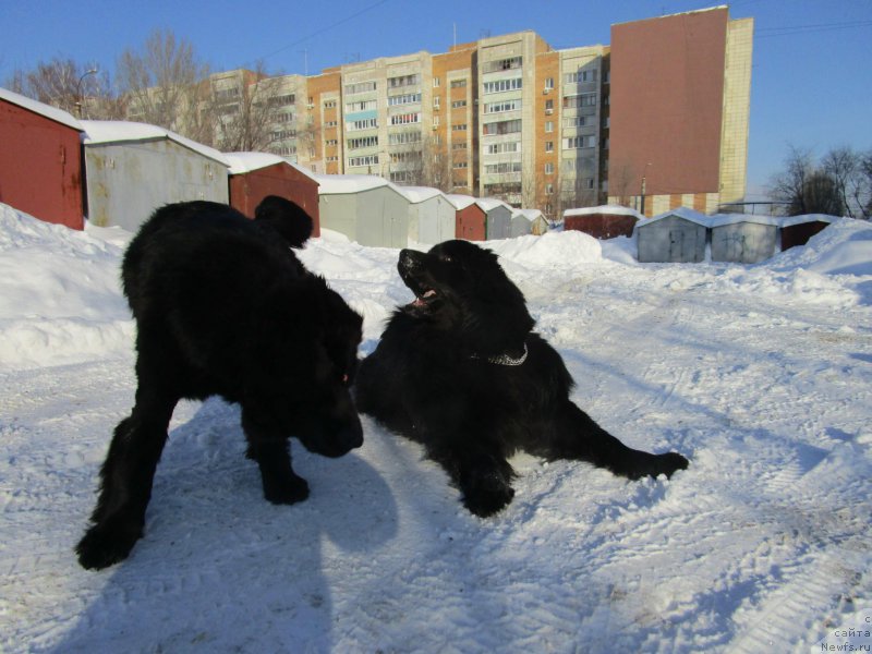 Фото: ньюфаундленд Mishka Gammi (Мишка Гамми)