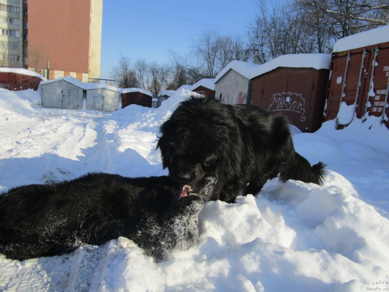 Фото: ньюфаундленд Mishka Gammi (Мишка Гамми)