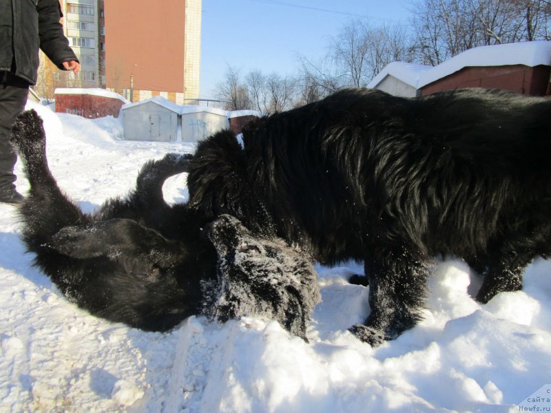 Фото: ньюфаундленд Mishka Gammi (Мишка Гамми)