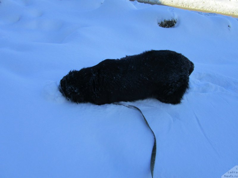 Фото: ньюфаундленд Mishka Gammi (Мишка Гамми)