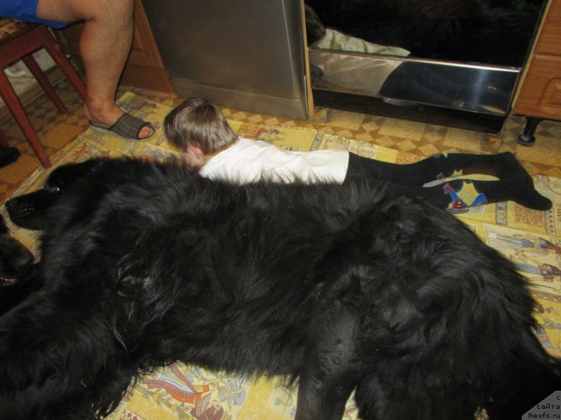Фото: ньюфаундленд Prometey Gromyich (Прометей Громыч)