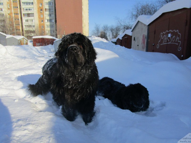 Фото: ньюфаундленд Prometey Gromyich (Прометей Громыч)