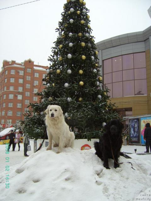 Фото: ньюфаундленд YArkaya Mega Zvezda ot Marleon Dusvik (Яркая Мега Звезда от Марлеон Дусвик)