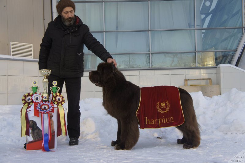 Фото: ньюфаундленд I Follow The Sun de L'Etoile de Cyrice