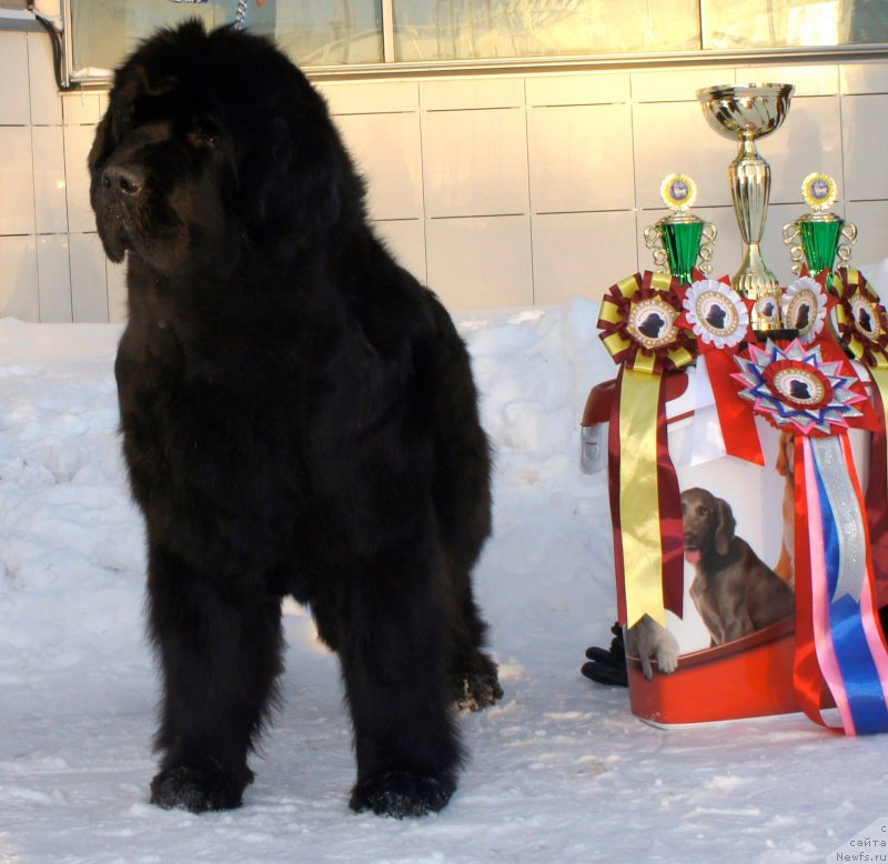 Фото: ньюфаундленд Smigar Galaxsy Shall Win (Смигар Галакси Шелл Вин)