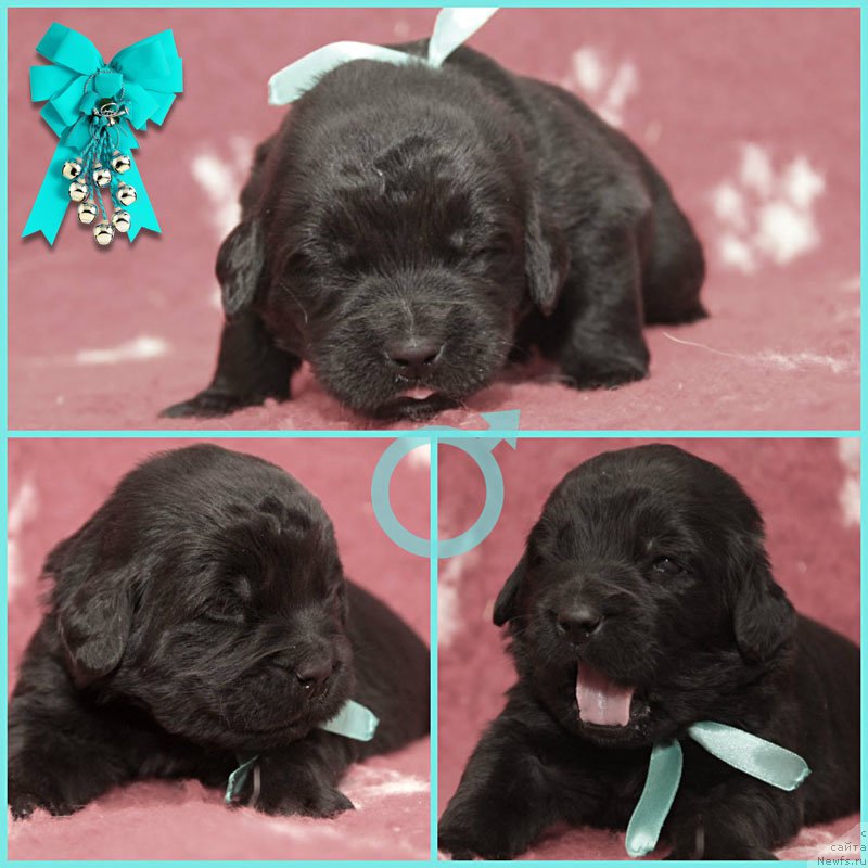 Фотография № 200195