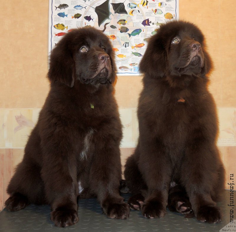 Фото: ньюфаундленд Fann'yuf Anatoliya (Фанньюф Анатолия), ньюфаундленд Funnewf Antarktika (Фанньюф Антарктика)