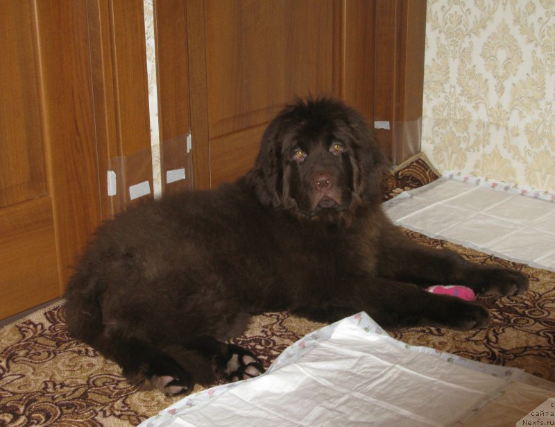 Фото: ньюфаундленд Fann'yuf Anatoliya (Фанньюф Анатолия)