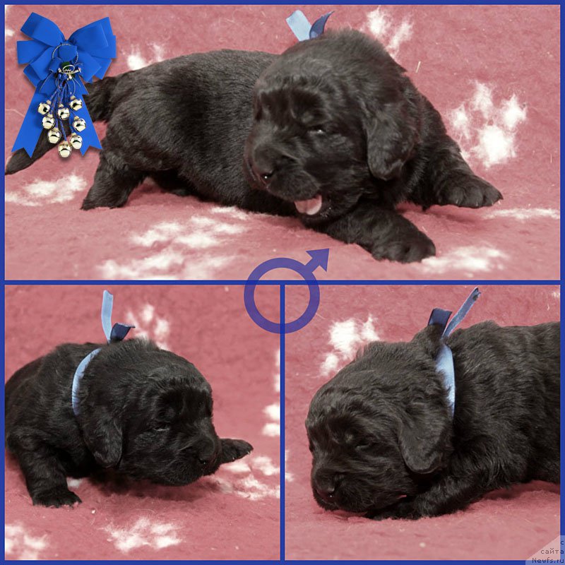 Фото: ньюфаундленд Zevs Zvezdnyj s Berega Dona (Зевс Звездный с Берега Дона)