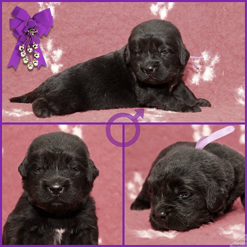 Фото: ньюфаундленд Zdorovyak s Berega Dona (Здоровяк с Берега Дона)