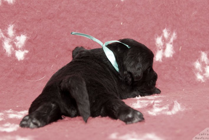 Фото: ньюфаундленд Zimniy Dar s Berega Dona (Зимний Дар с Берега Дона)