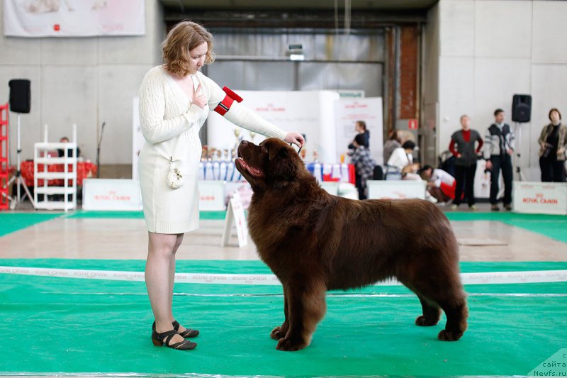 Фото: ньюфаундленд Brownblood MSK Hakim Gold Haydar (Браунблад МСК Хаким Голд Хайдар)