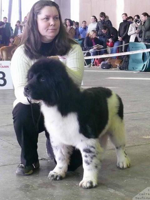 Фото: ньюфаундленд Pchiolkin Dom Bely Oriol (Пчёлкин Дом Белый Орёл)