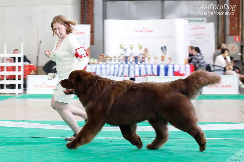 Фото: ньюфаундленд Brownblood MSK Hakim Gold Haydar (Браунблад МСК Хаким Голд Хайдар)