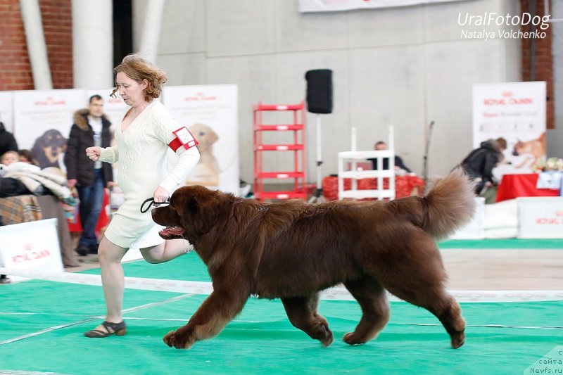 Фото: ньюфаундленд Brownblood MSK Hakim Gold Haydar (Браунблад МСК Хаким Голд Хайдар)