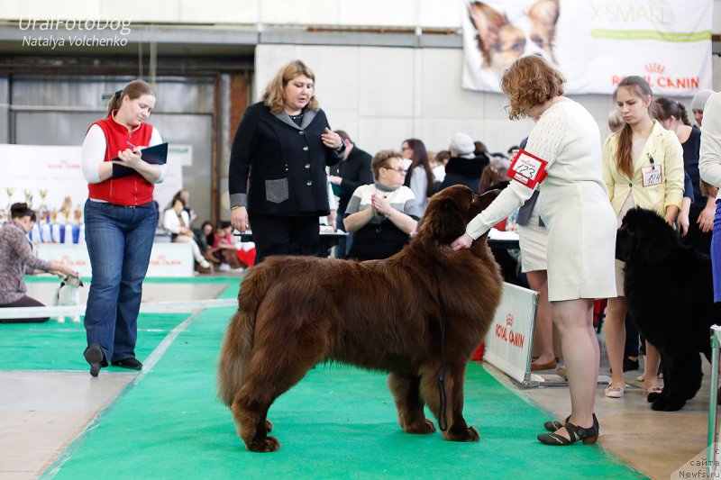 Фото: ньюфаундленд Brownblood MSK Hakim Gold Haydar (Браунблад МСК Хаким Голд Хайдар)