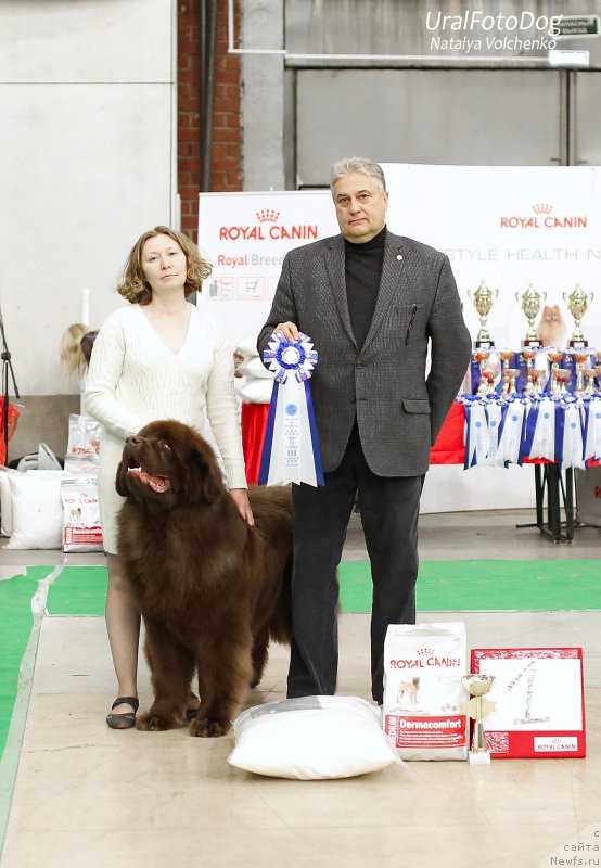 Фото: ньюфаундленд Brownblood MSK Hakim Gold Haydar (Браунблад МСК Хаким Голд Хайдар)