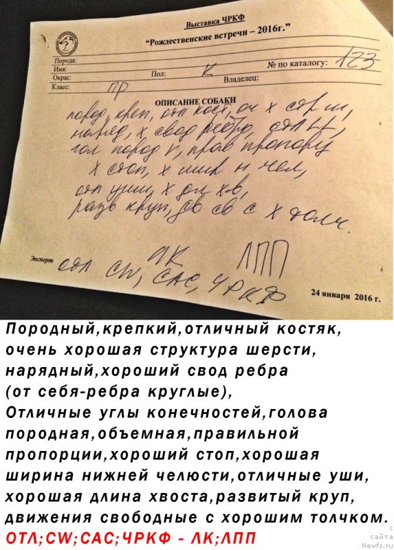 Фото: ньюфаундленд Brownblood MSK Hakim Gold Haydar (Браунблад МСК Хаким Голд Хайдар)