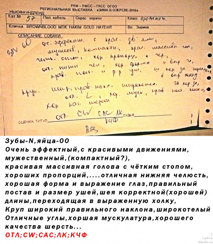 Фото: ньюфаундленд Brownblood MSK Hakim Gold Haydar (Браунблад МСК Хаким Голд Хайдар)