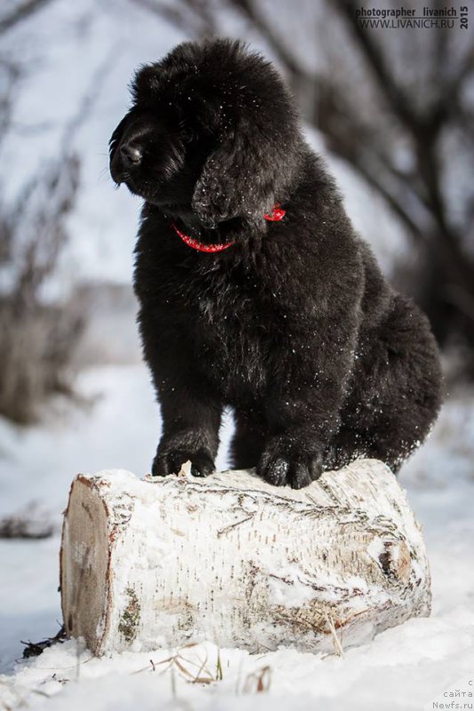 Фото: ньюфаундленд Skazochnaya Kroha Anjelika Markiza Angelov (Сказочная Кроха Анжелика Маркиза Ангелов)