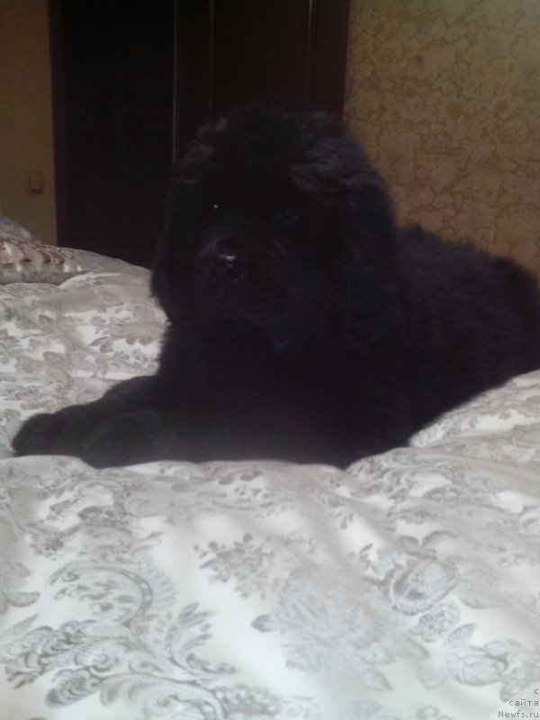 Фото: ньюфаундленд Jaklin Lyutin Renual' (Жаклин Лютин Ренуаль)