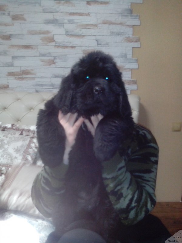 Фото: ньюфаундленд Jaklin Lyutin Renual' (Жаклин Лютин Ренуаль)