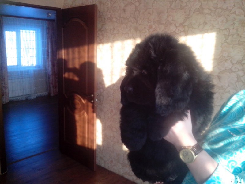 Фото: ньюфаундленд Jerar Moro Lerua (Жерар Моро Леруа)