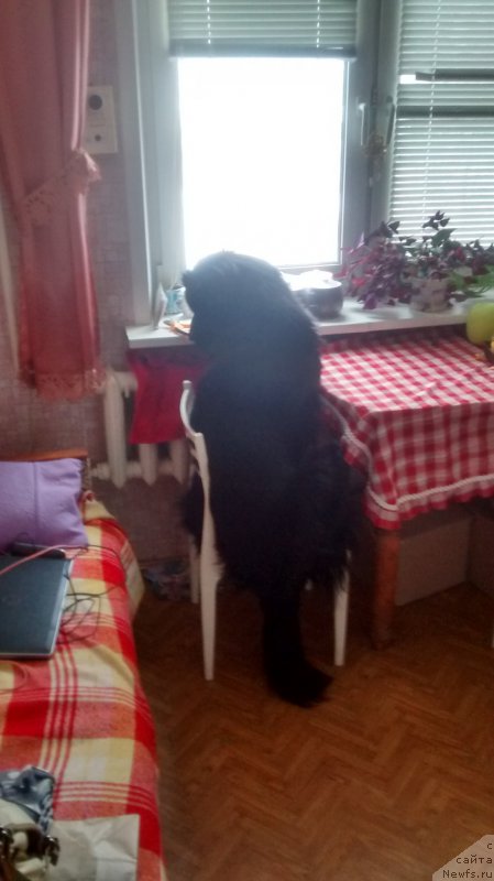 Фото: ньюфаундленд Plushevaya Panda Valeri from Lady Sharm (Плюшевая Панда Валери от Леди Шарм)