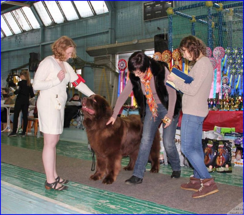 Фото: ньюфаундленд Brownblood MSK Hakim Gold Haydar (Браунблад МСК Хаким Голд Хайдар), М.Патрина-эесперт