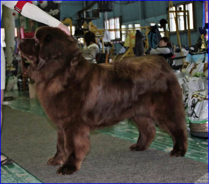Фото: ньюфаундленд Brownblood MSK Hakim Gold Haydar (Браунблад МСК Хаким Голд Хайдар)