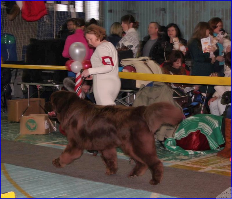 Фото: ньюфаундленд Brownblood MSK Hakim Gold Haydar (Браунблад МСК Хаким Голд Хайдар), СВЕТА