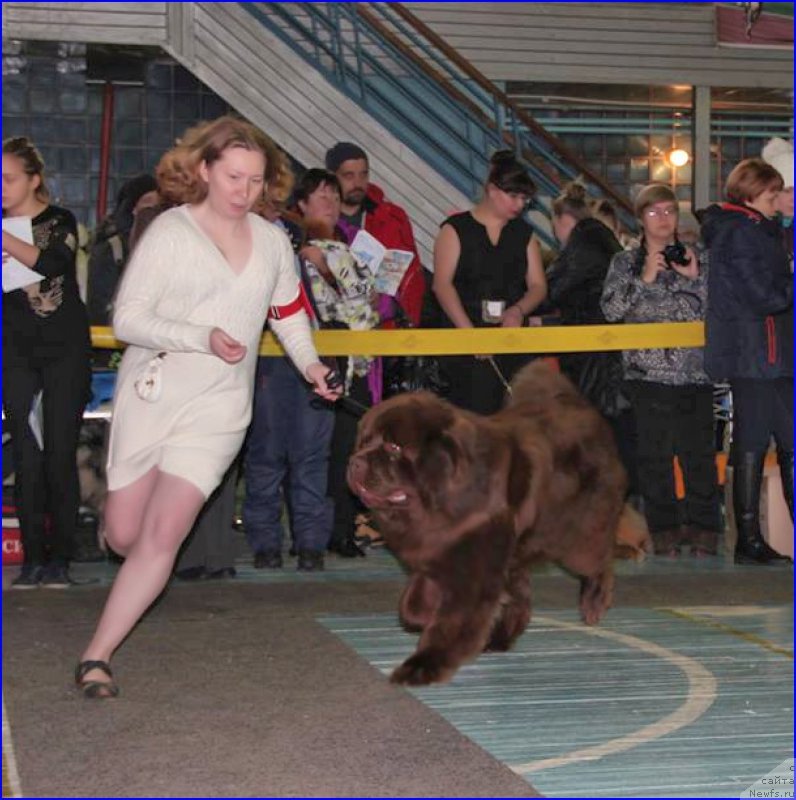 Фото: ньюфаундленд Brownblood MSK Hakim Gold Haydar (Браунблад МСК Хаким Голд Хайдар)