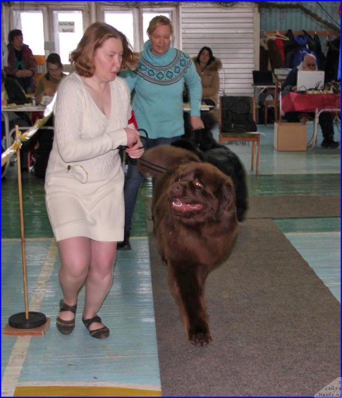 Фото: ньюфаундленд Brownblood MSK Hakim Gold Haydar (Браунблад МСК Хаким Голд Хайдар), СВЕТА