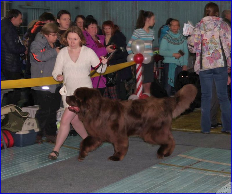Фото: ньюфаундленд Brownblood MSK Hakim Gold Haydar (Браунблад МСК Хаким Голд Хайдар), СВЕТА