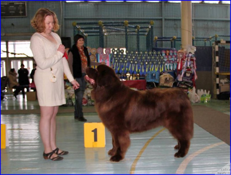 Фото: ньюфаундленд Brownblood MSK Hakim Gold Haydar (Браунблад МСК Хаким Голд Хайдар), СВЕТА