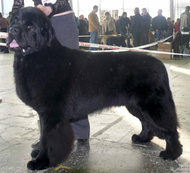 Фото: ньюфаундленд Plushevaya Panda Iskryaschiysya Calipso (Плюшевая Панда Искрящийся Калипсо)