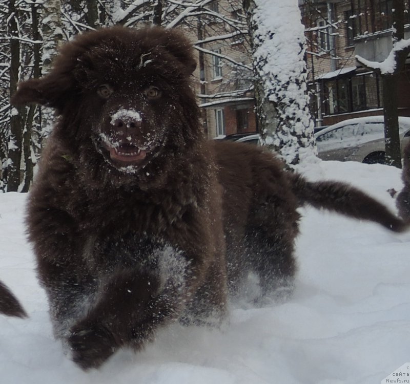 Фото: ньюфаундленд Funnewf Antarktika (Фанньюф Антарктика)