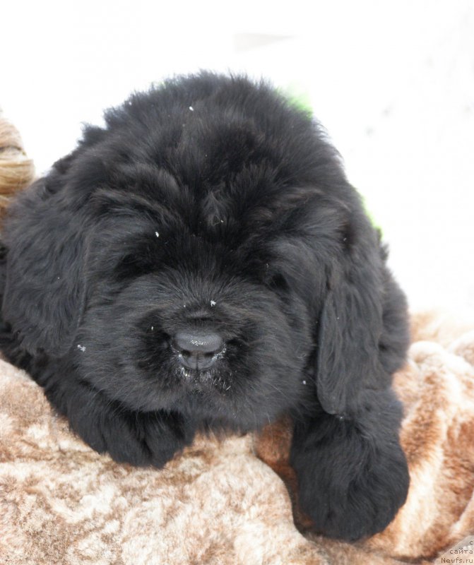 Фотография № 200305