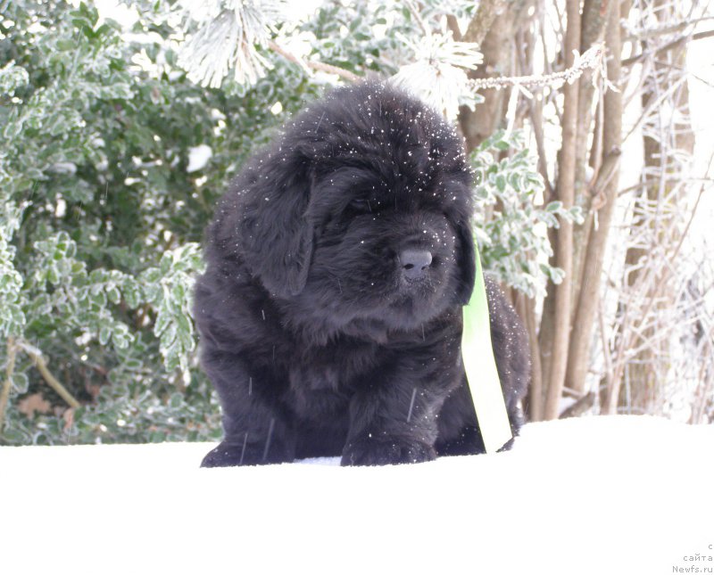 Фотография № 200310