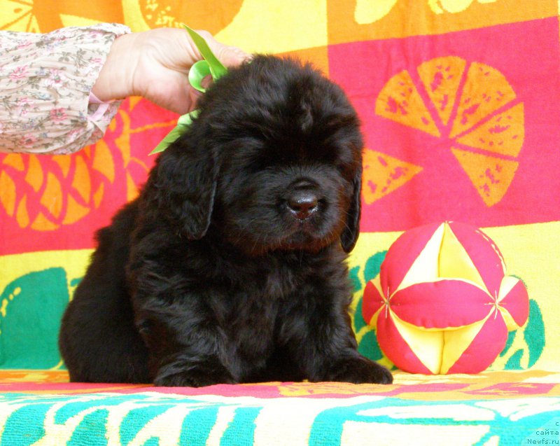 Фотография № 200318