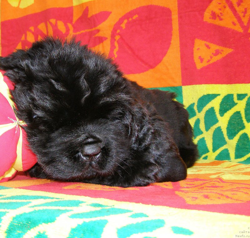 Фотография № 200323