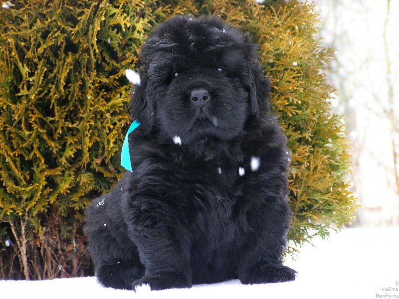 Фотография № 200328