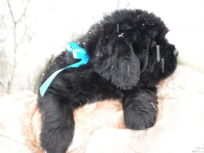 Фотография № 200333