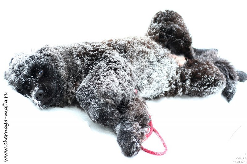 Фото: ньюфаундленд Chernaya Mafia Аll Rights Reserved (Черная Мафия Алл Ригхтс Ресервед)